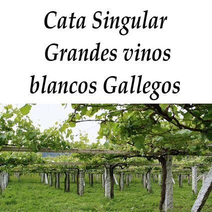 Cata Singular Junio: Grandes Vinos Blancos Gallegos